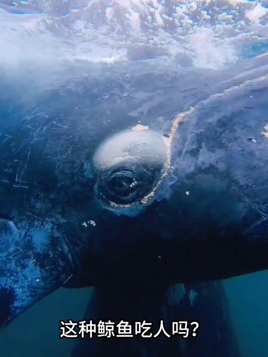 分享科普6种鲸鱼你都认识几种呢？