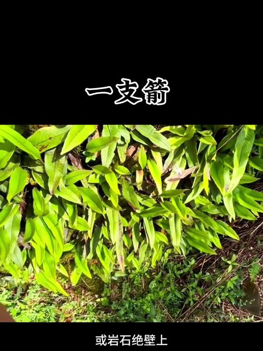 一支箭可是个好宝贝，又叫石苇，金星草等