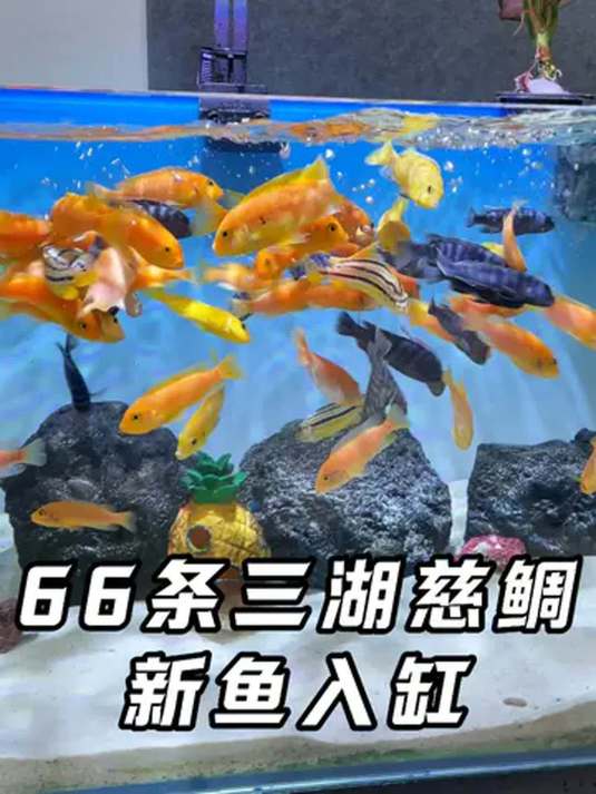 新手养鱼别错过!66 条三湖慈鲷入缸超好养