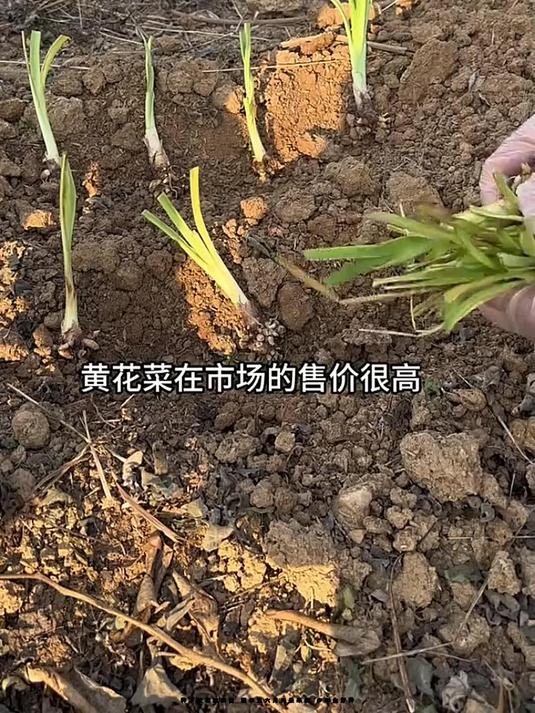 种下黄花菜根苗 明年五六月光景采摘 多年生好种
