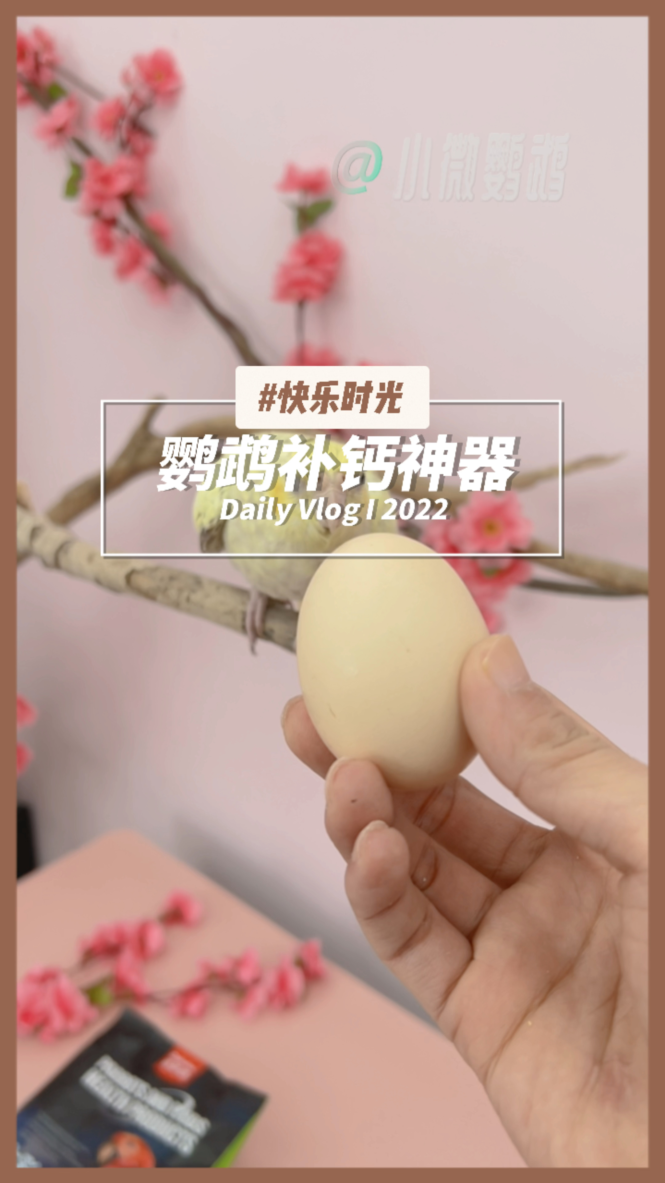 我不说你可能都不知道,有这么好的鹦鹉补钙神器
