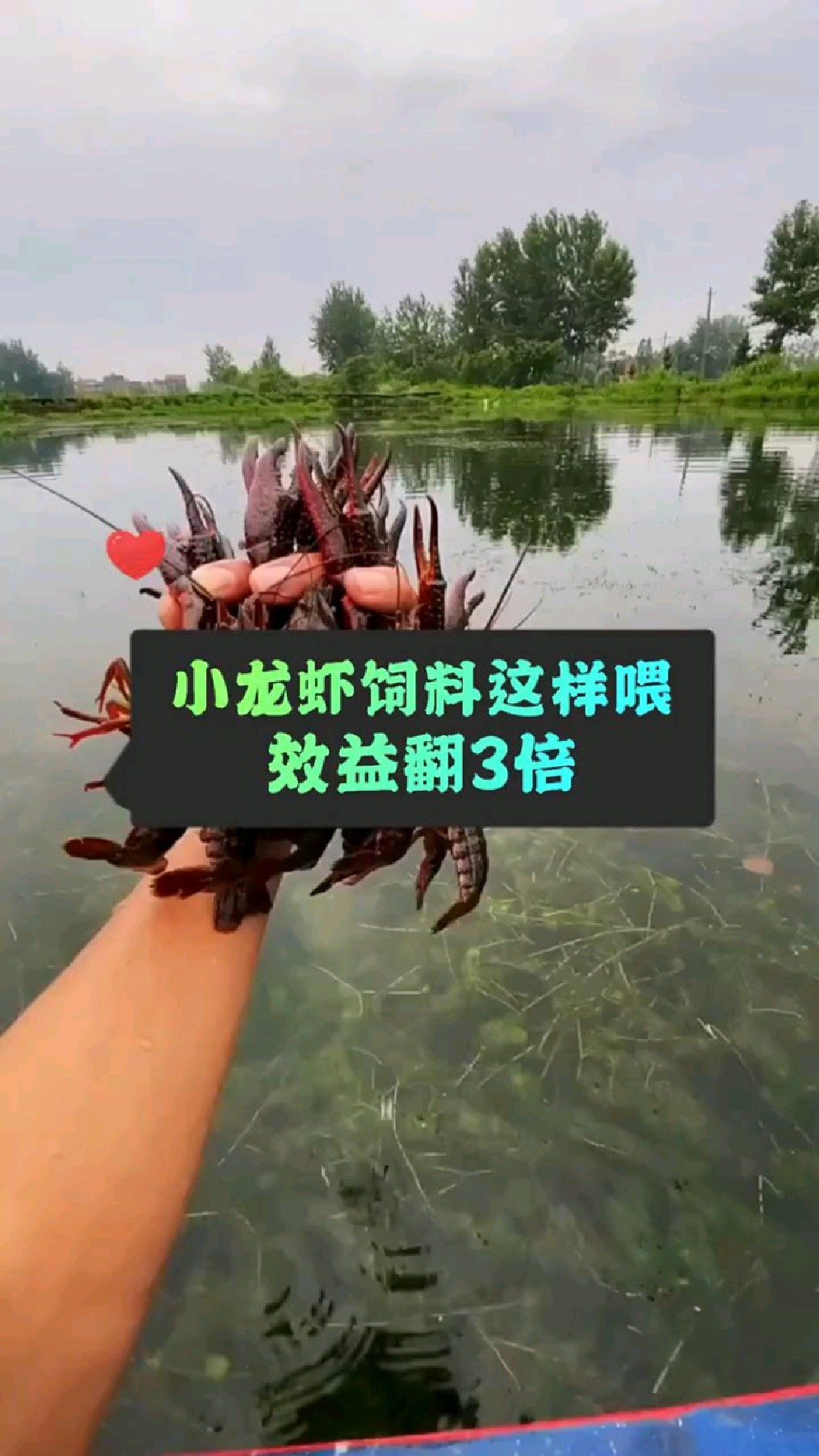 小龙虾饲料这样喂,效益翻三倍
