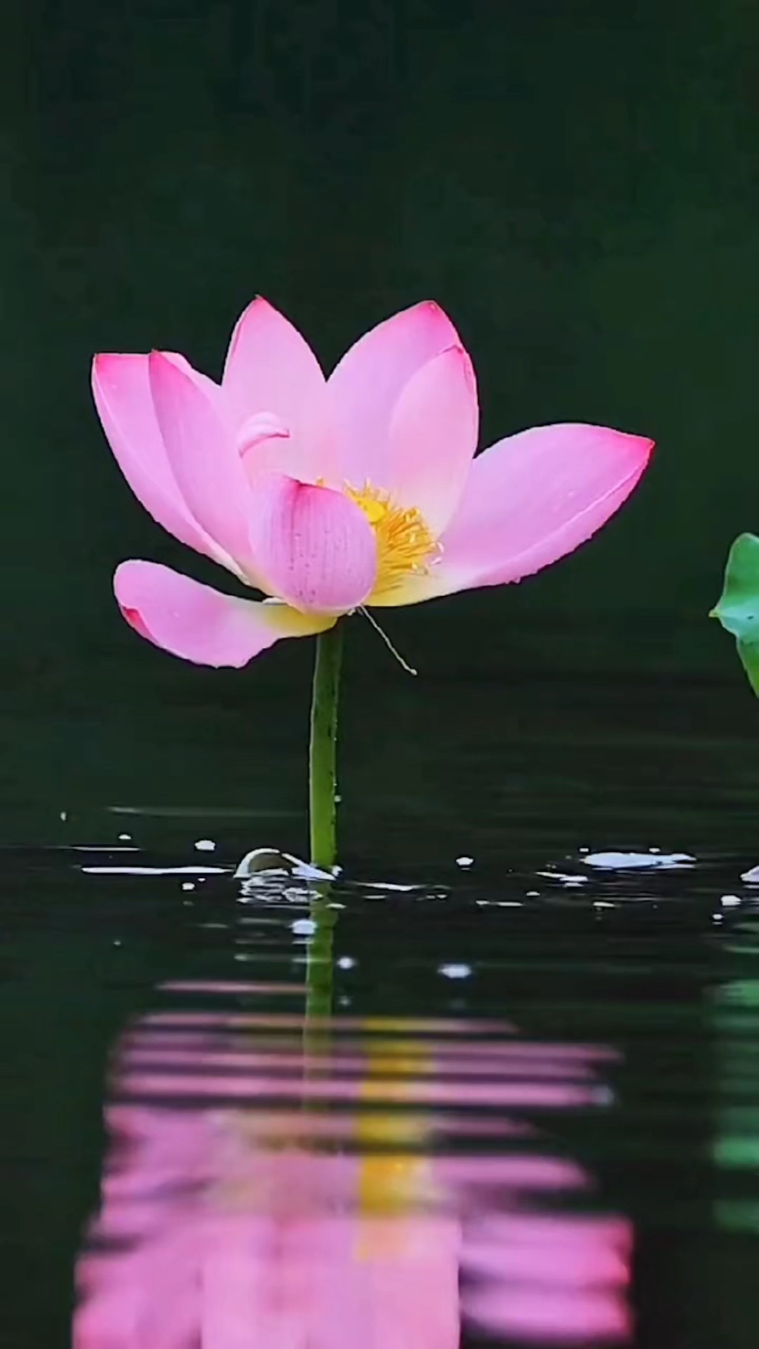 鲤鱼吃荷花高清