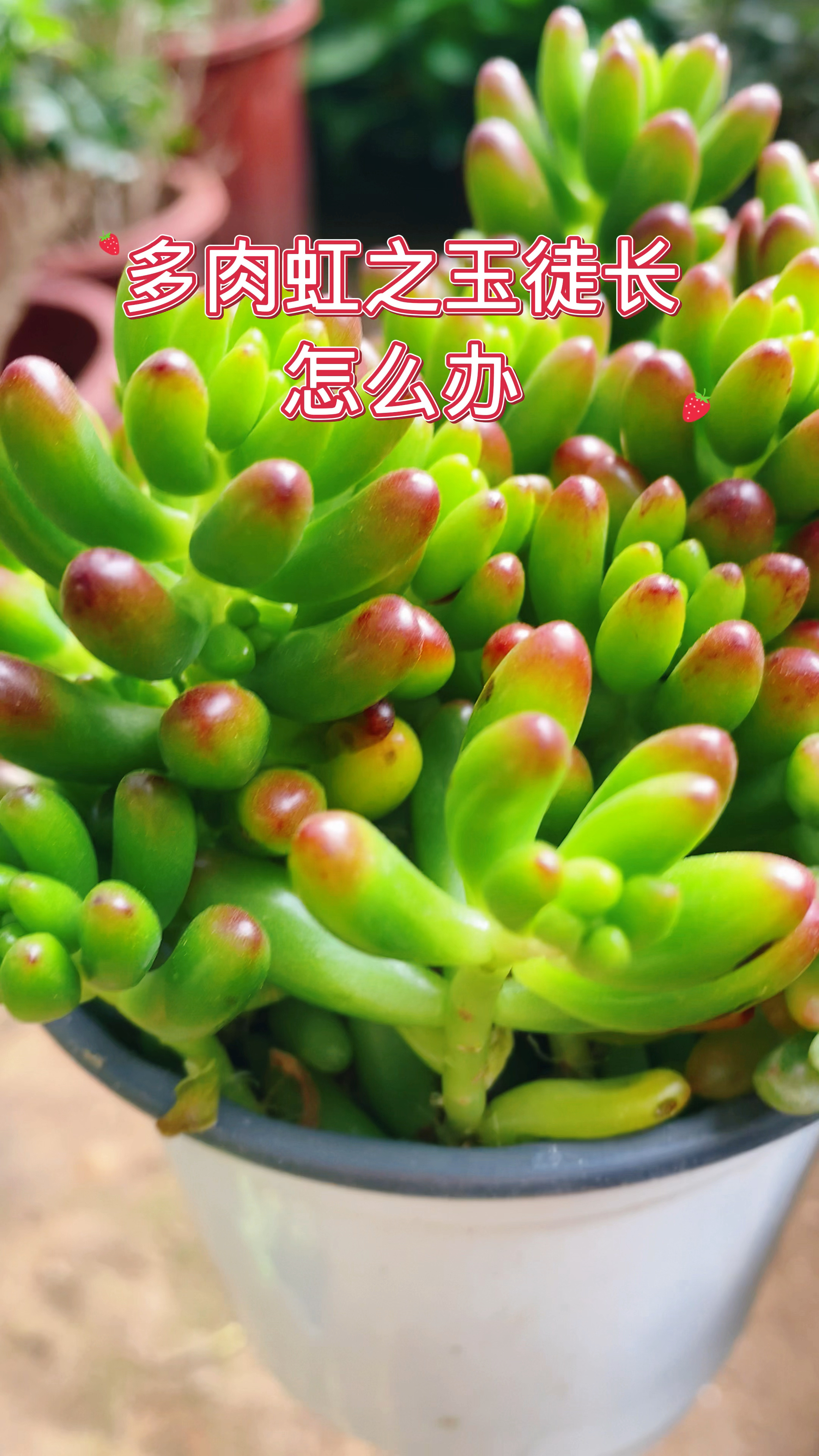 多肉虹之玉徒长怎么办