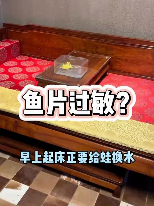 能吃鱼却不能吃鱼片……#南美角蛙