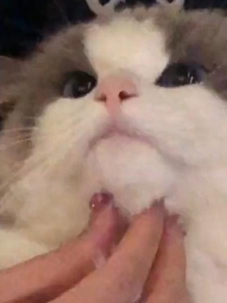 这么可爱的小猫咪一定是草莓味的吧