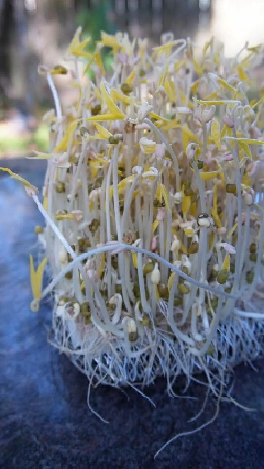自发豆芽菜,你学会了吗