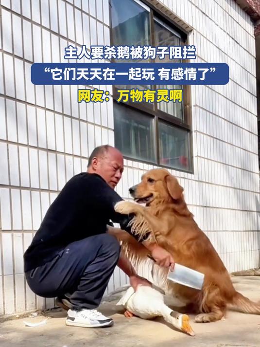 主人要杀鹅被狗子阻拦，“它们天天在一起玩有感情了”