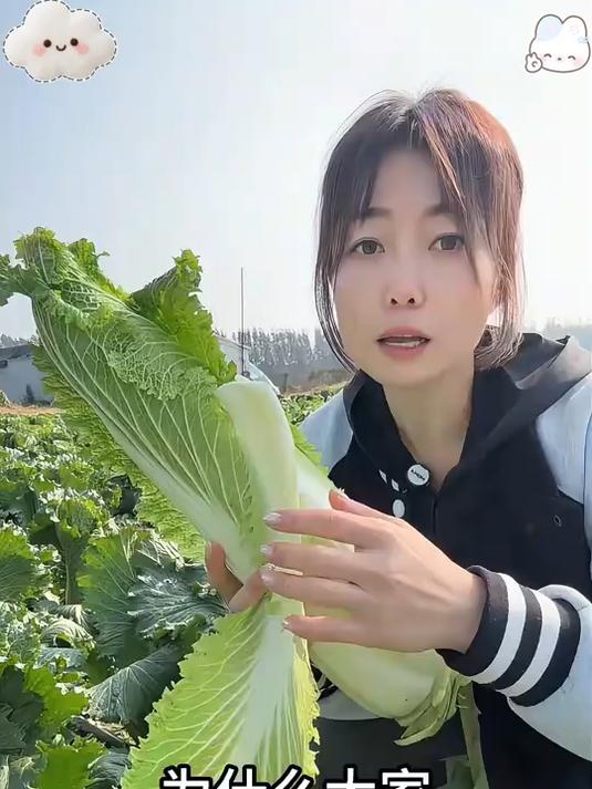入冬三件套龙芽大白菜您一定不能错过!_无筋无丝开锅就烂