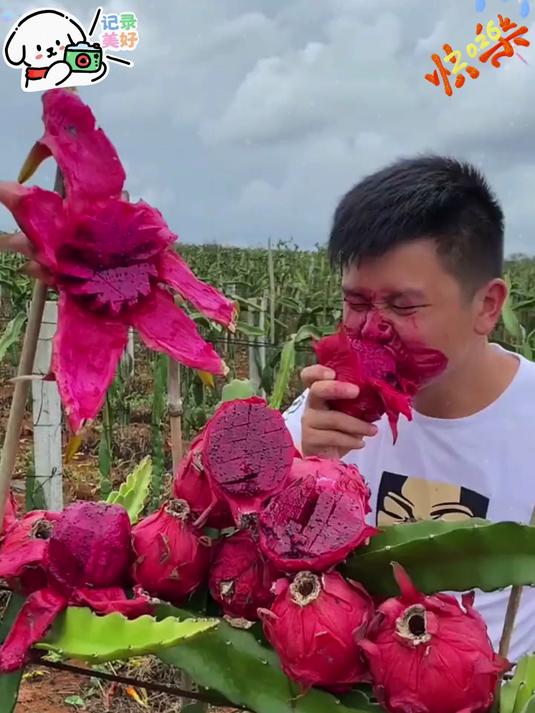 软糯香甜的火龙果真是吃一口就会爱上#火龙果#红心火龙果