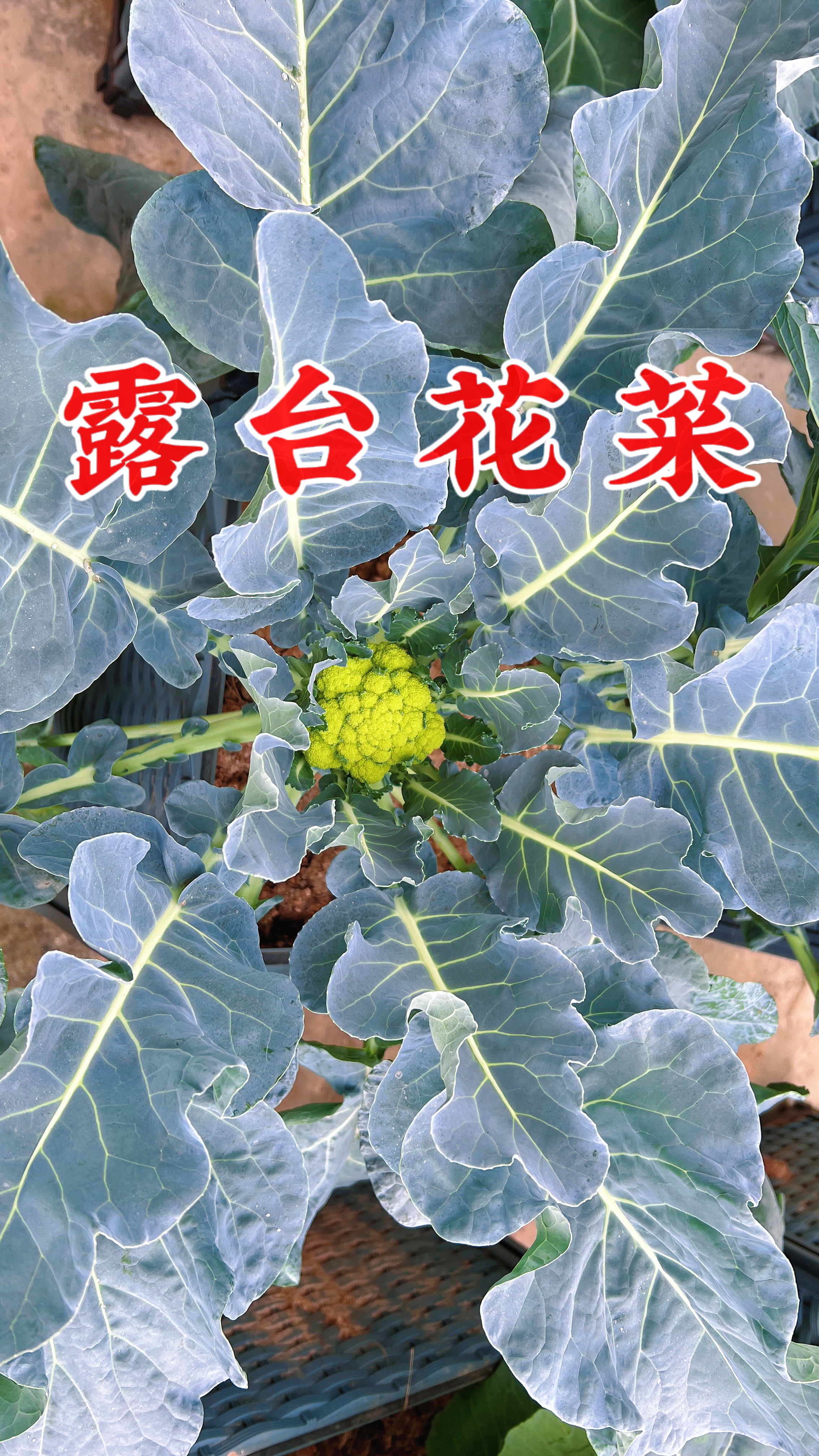 露台的花菜长出来了,叶片的形状像一朵花一样,好看极了