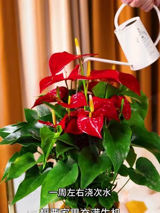 红掌又叫鸿运当头,四季常绿,耐阴好养,寓意也不错!