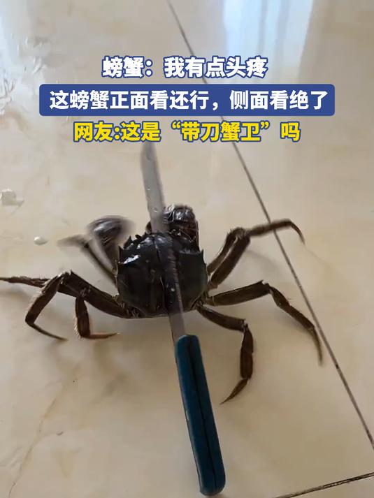 螃蟹:我有点头疼,这螃蟹正面看还行,侧面看绝了