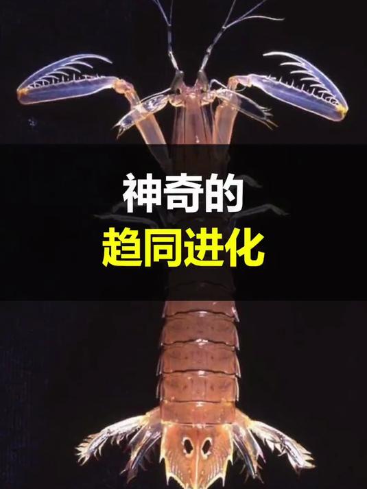 为什么皮皮虾长着螳螂的腿？#优质视频激励计划#
