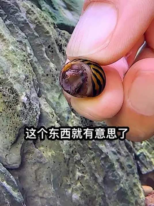 家里养鱼必知:斑马螺放鱼缸,清理效果超棒!