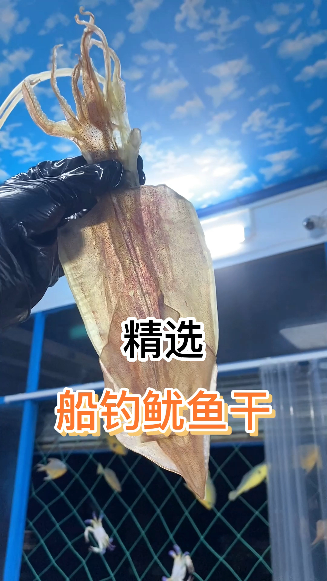 本港传统工艺渔船淡晒鱿鱼干玻璃肉水晶鱿!是最好吃的鱿鱼干! 鲜鱿鱼即晒