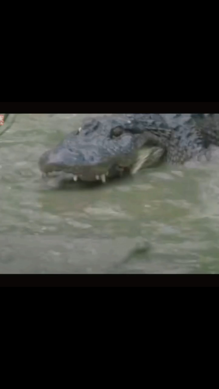 鳄鱼对战蟒蛇,都太强了