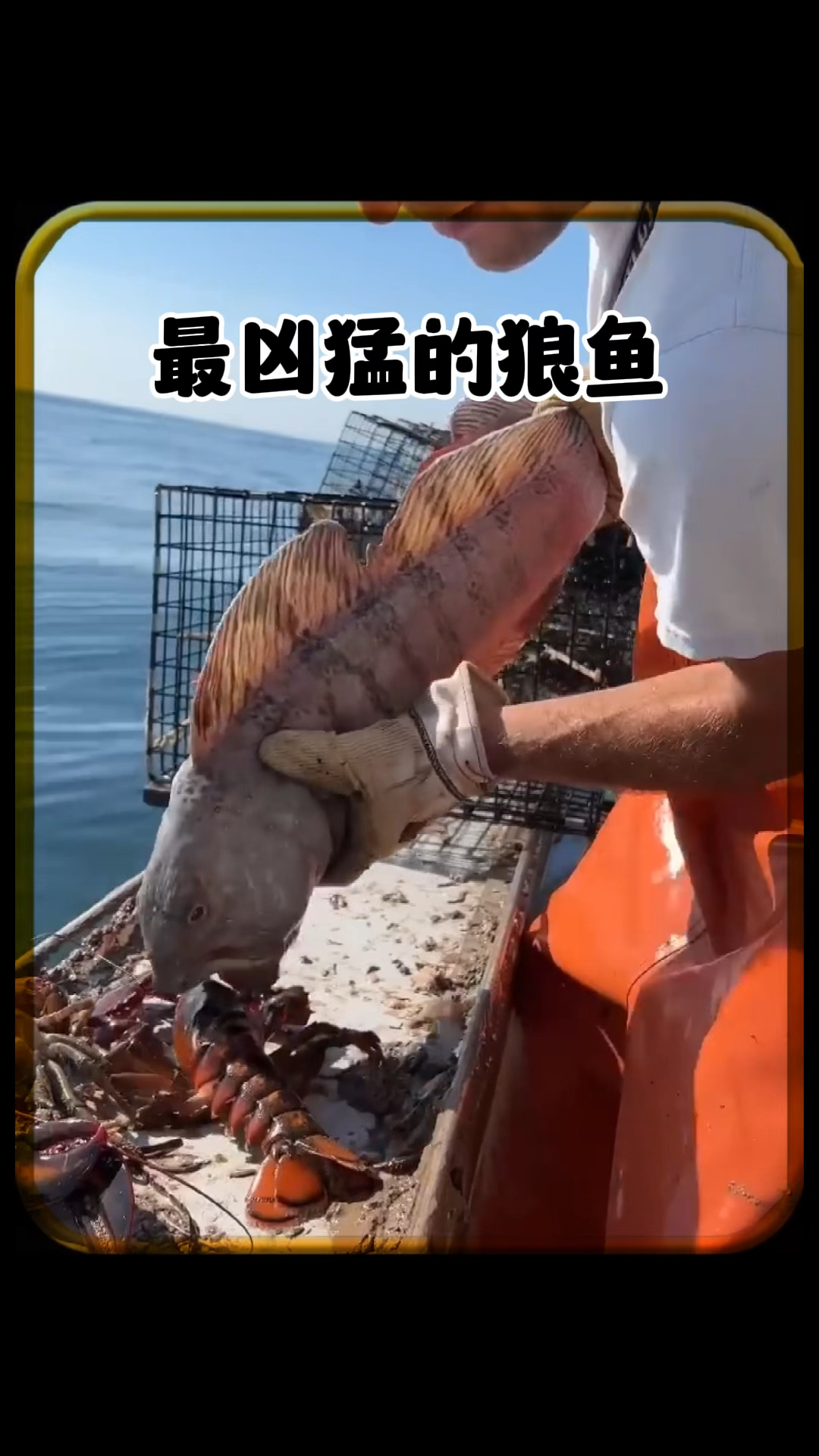 最凶猛的狼鱼