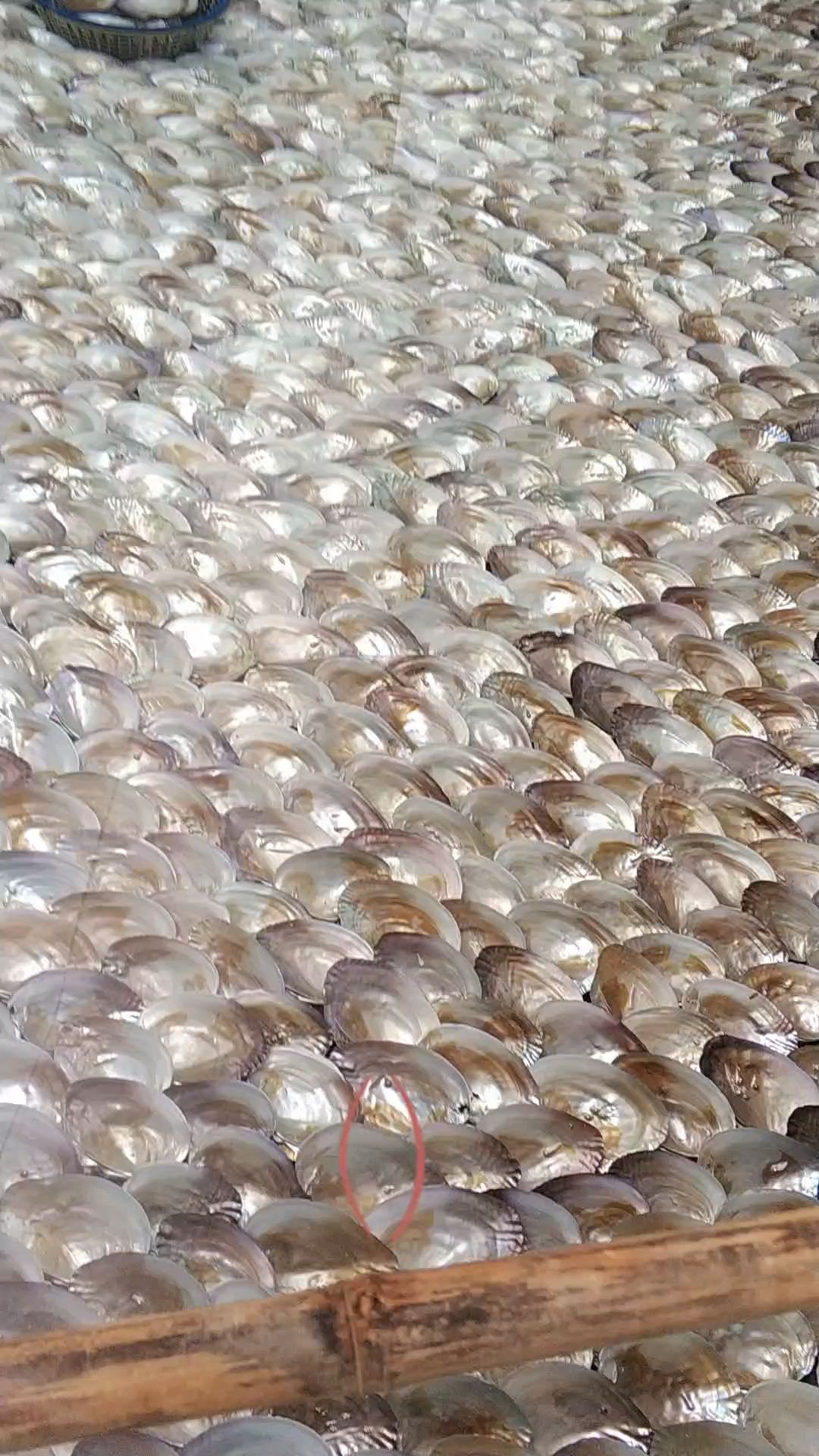 紫菜的生长发育方式!!!