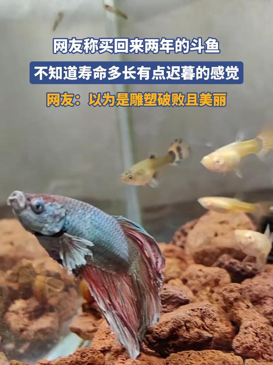 网友称买回来两年的斗鱼,不知道寿命多长有点迟暮的感觉