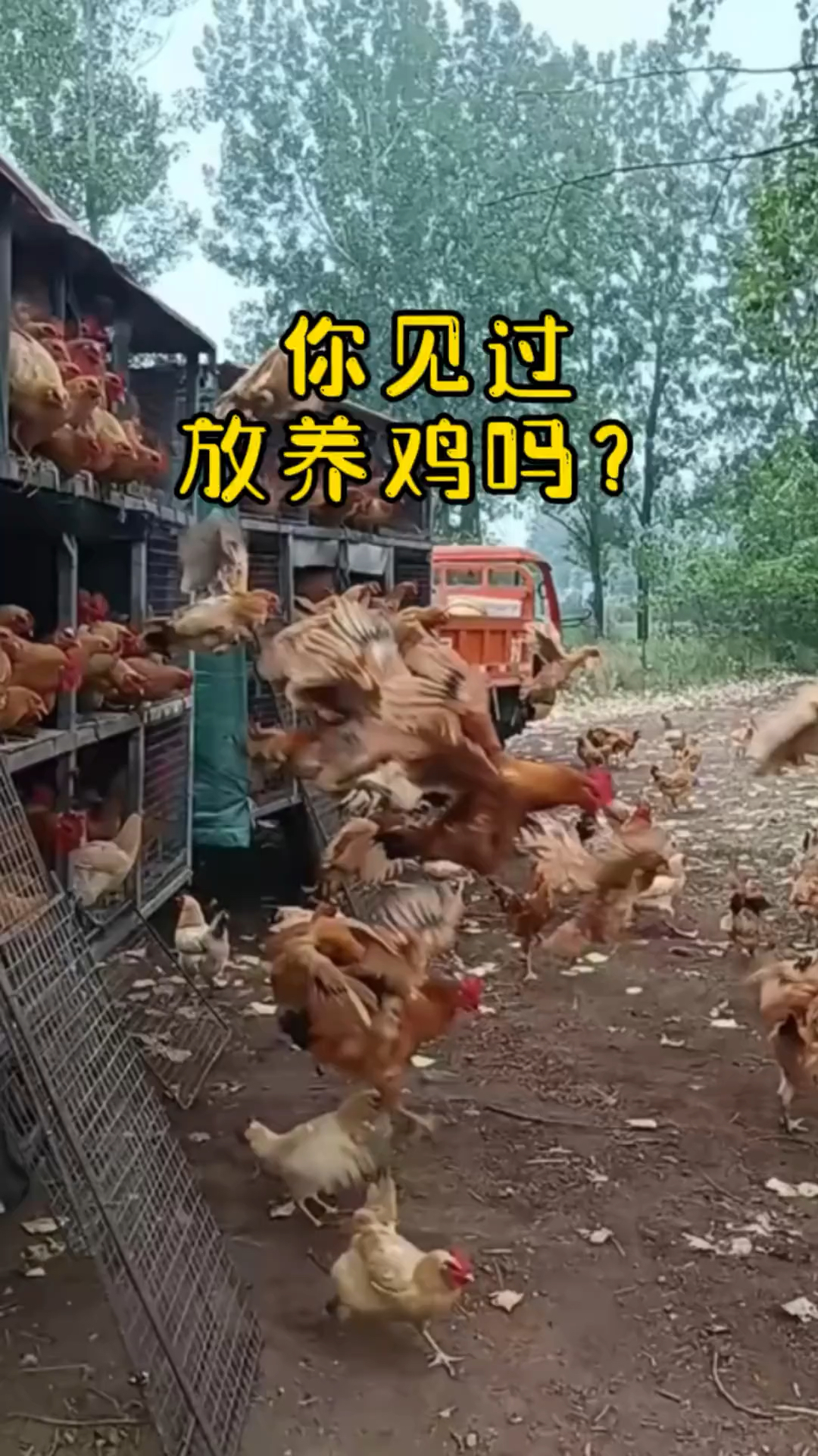 你见过流动式放养鸡吗