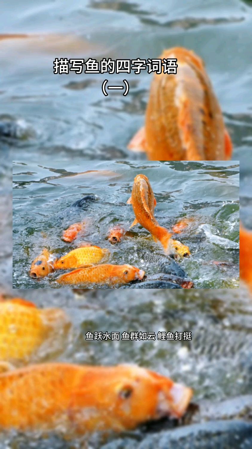 描写鱼的四字词语(一)