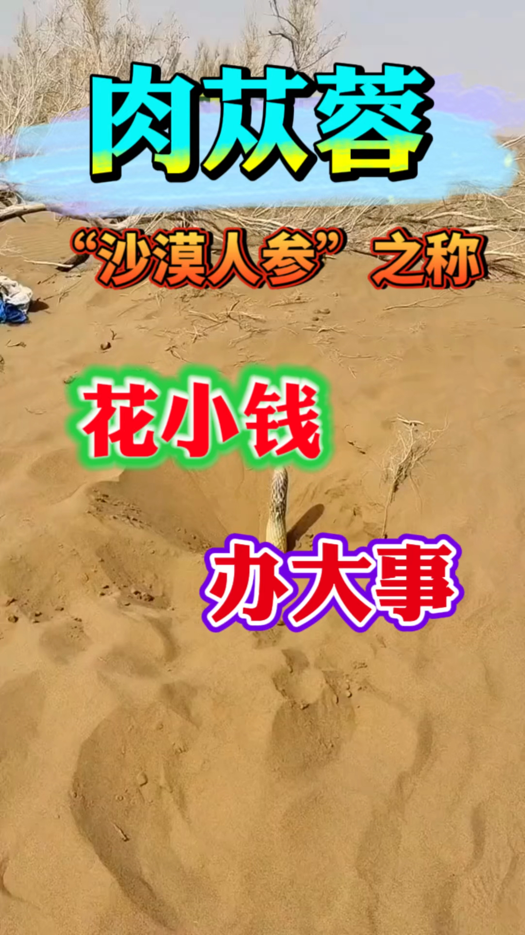 肉苁蓉,有“沙漠人参”之称,你了解吗