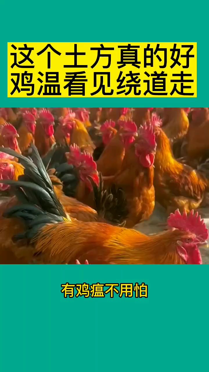 治疗鸡瘟土方