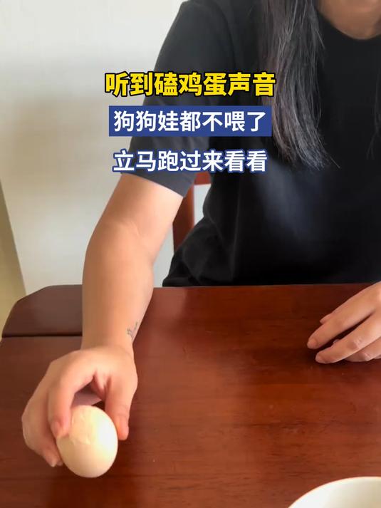 听到磕鸡蛋声音,狗狗娃都不喂了,立马跑过来看看