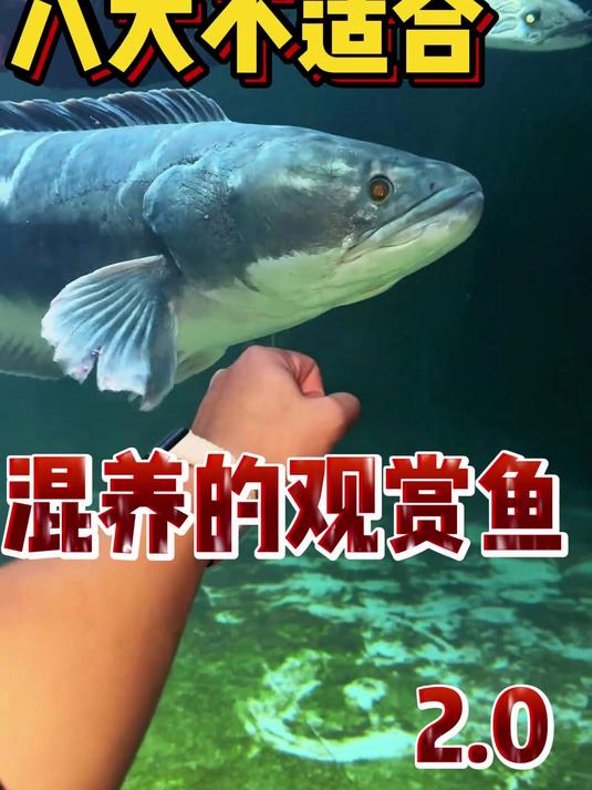 八大不适合混养的观赏鱼