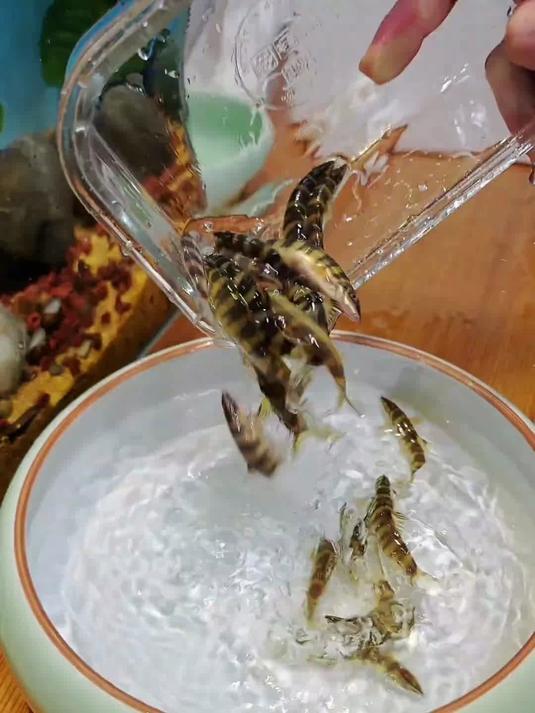 壮体沙鳅原生鱼冷水鱼清洁鱼工具鱼清理残渣垃圾 吃鱼便