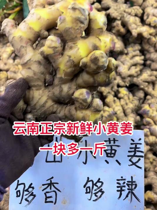云南小黄姜辣味足,用来炒菜,做泡姜都好吃