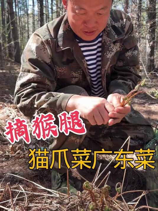採野菜 猴腿出来了也叫猫爪菜也叫广东菜还叫啥