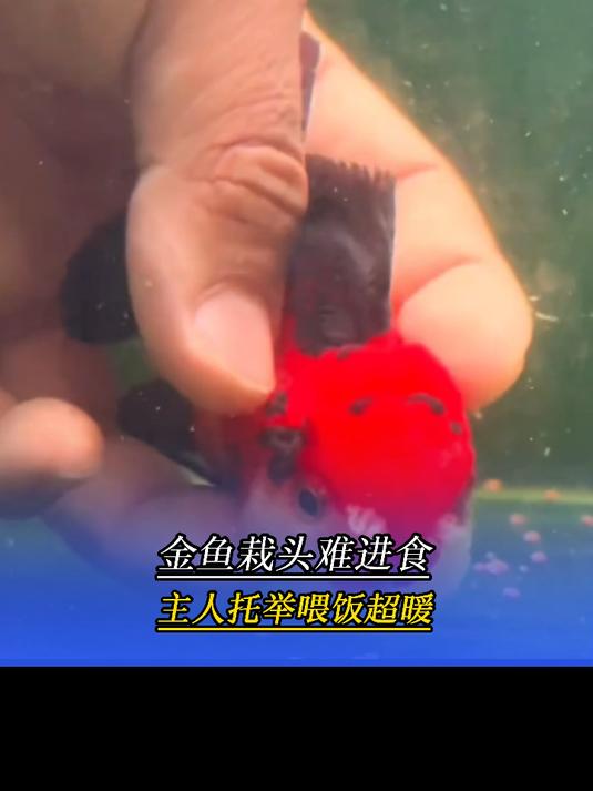 双向奔赴!主人照顾栽头金鱼超用心