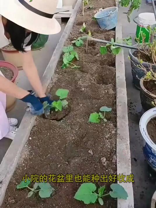 购买肉丝瓜种子的正确选择