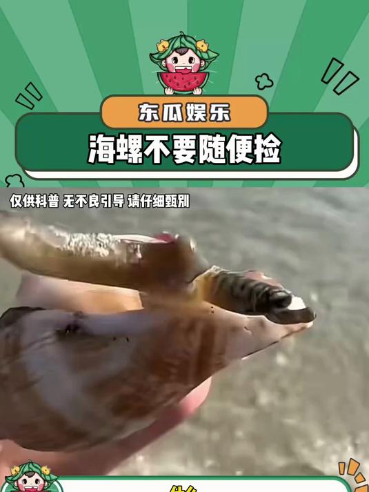 这种海螺一定不要捡!