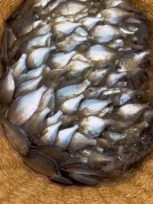 四大小鱼排名，这种鱼能排第几名？#鰟鮍# #小物钓# #溪流钓#