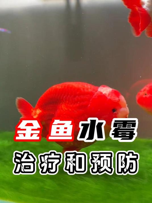 金鱼水霉病怎么治疗和预防?鱼身上长白毛毛了怎么办