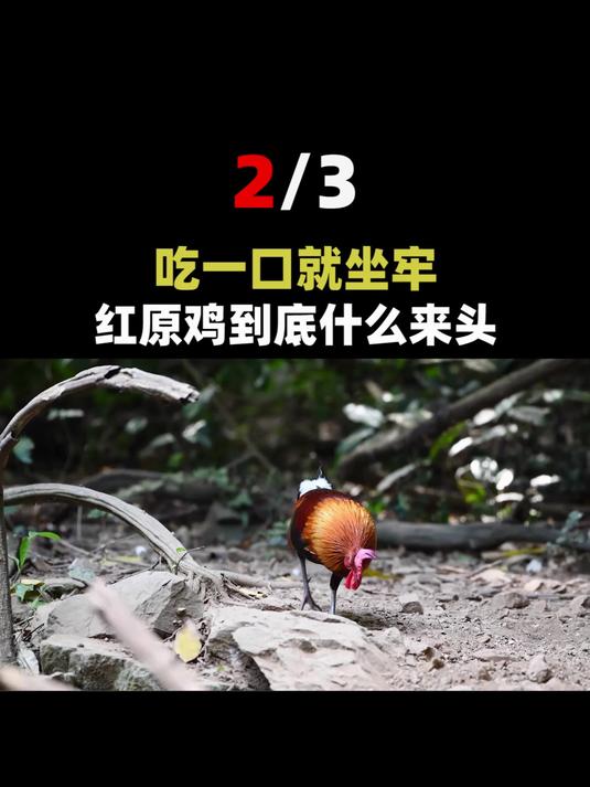 原鸡不能随意捕杀,吃一口就坐牢?据说它现在是国家二级保护动物