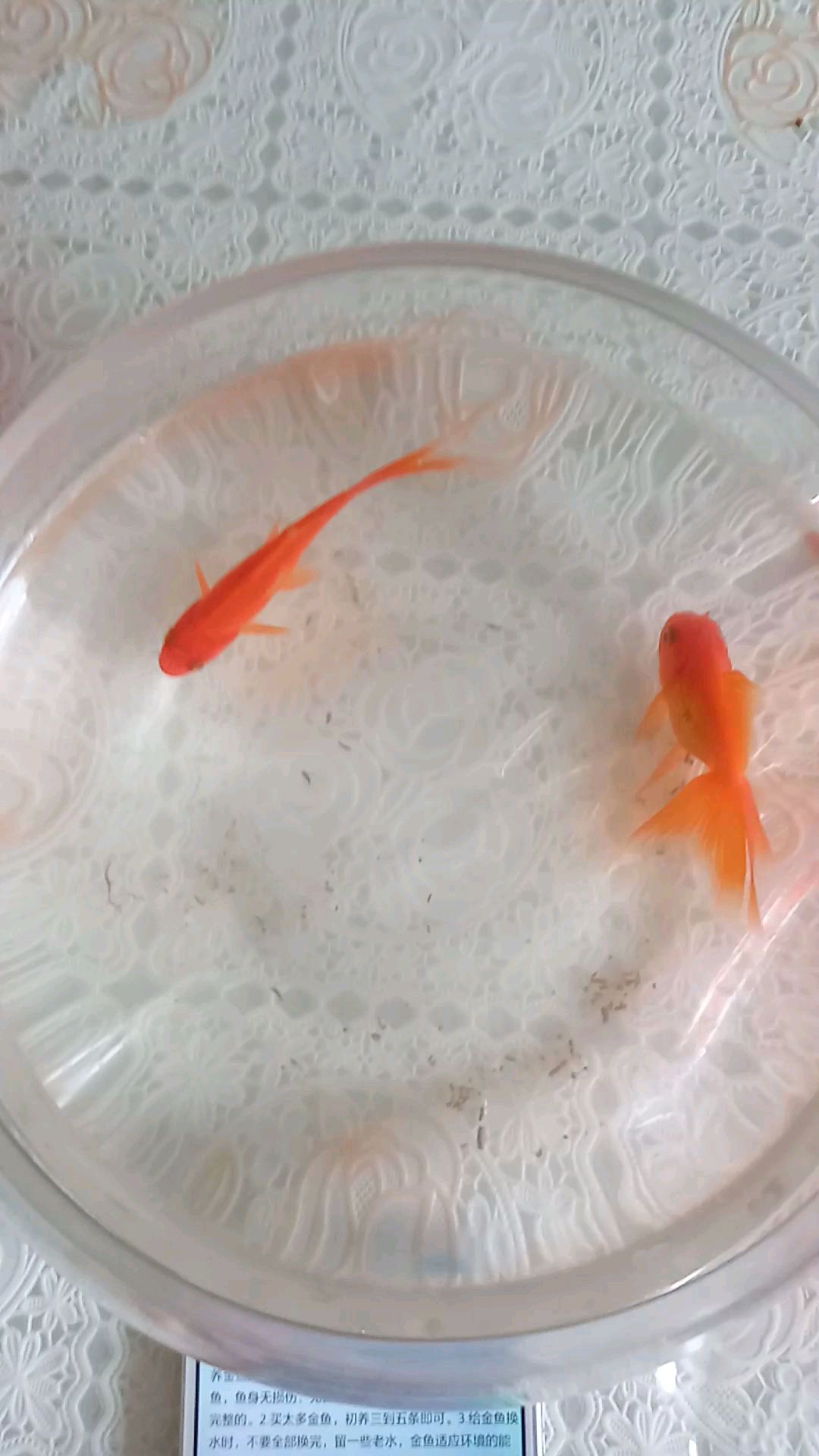 如何不把金鱼养死,养鱼有技巧