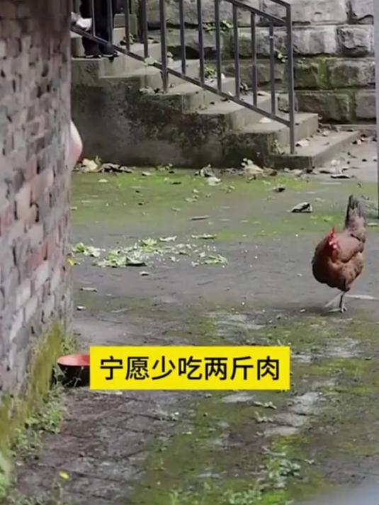 冷冻巴沙鱼片!锁鲜无腥味,涮锅煎烤超方便