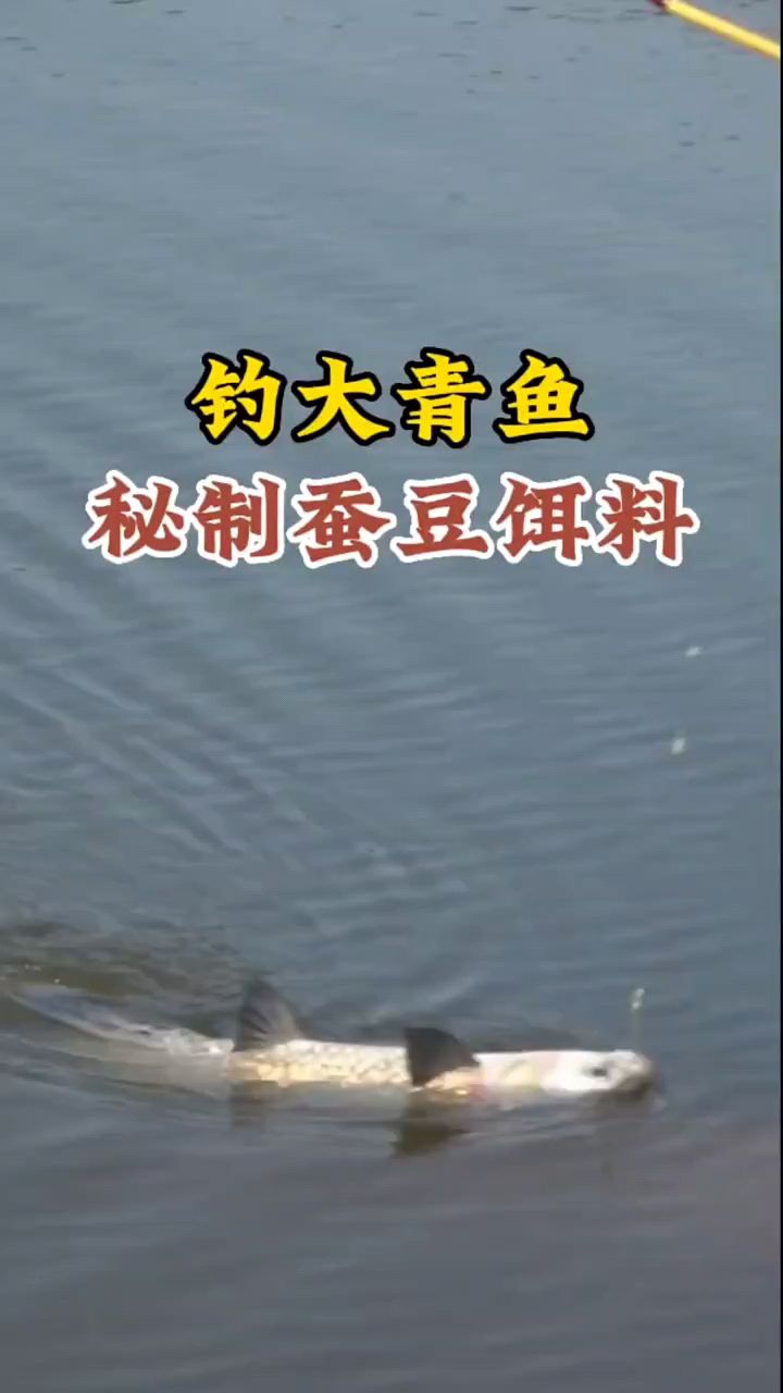 钓大青鱼蚕豆饵料,在家轻松制作