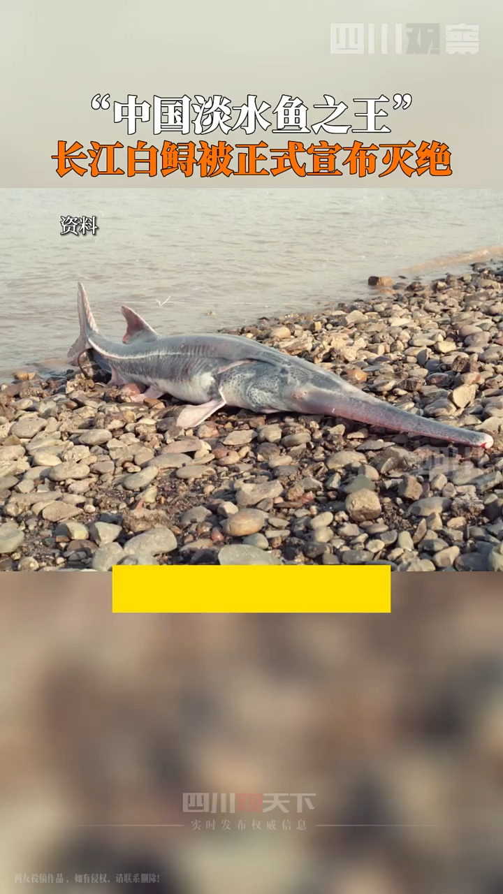 7月21日,世界自然保护联盟更新濒危物种红色名录,有着“中国淡水鱼之王”之称