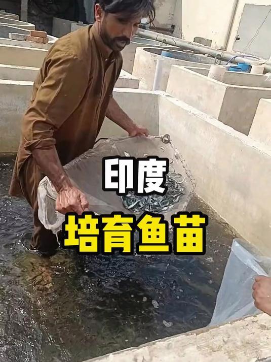 这里是印度，当地人正在培育鱼苗！