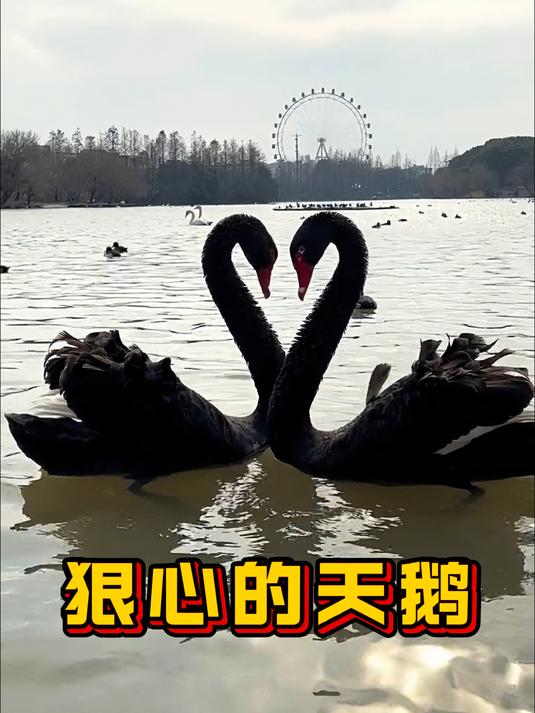 带孩子的很可能是两只公天鹅
