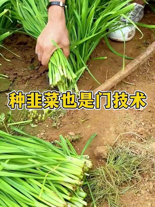 种韭菜也是一门技术,韭菜种植