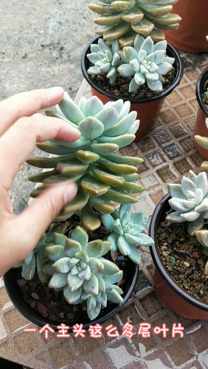 多肉淡雪,也叫幽灵公主。非常的好养,新手无压力。
