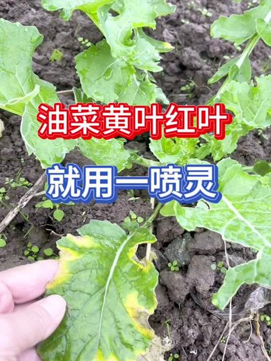 农业种植实用技巧:油菜黄叶红叶,一喷灵轻松解决