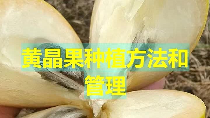 黄晶果种植方法和管理 三农 种植 种子 市场价格