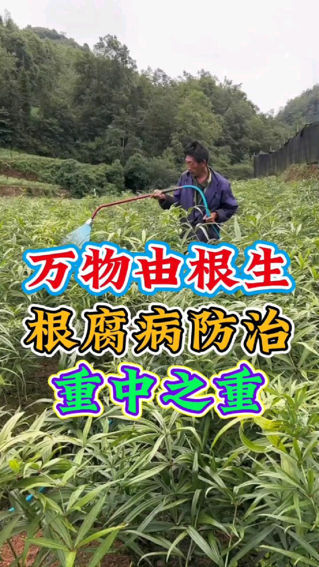 万物由根生,如何有效防治根腐病?根部病害防治小配方!